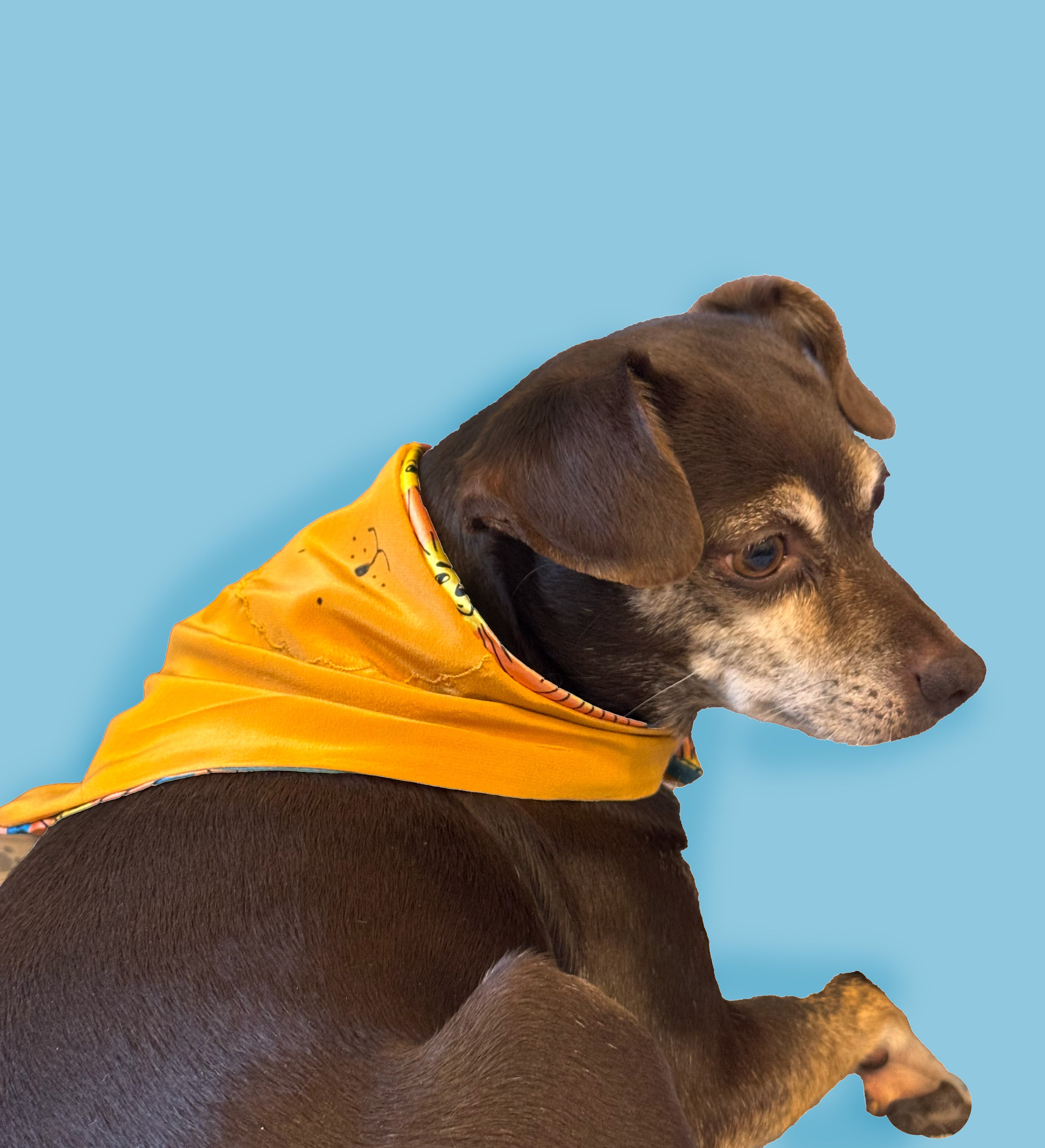 Dandelion Pet Bandana